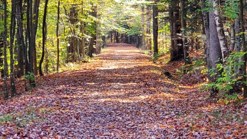 Huckleberry Trail - Tannersville, NY