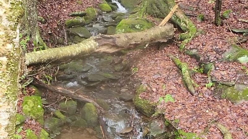 Huckleberry Trail - Tannersville, NY