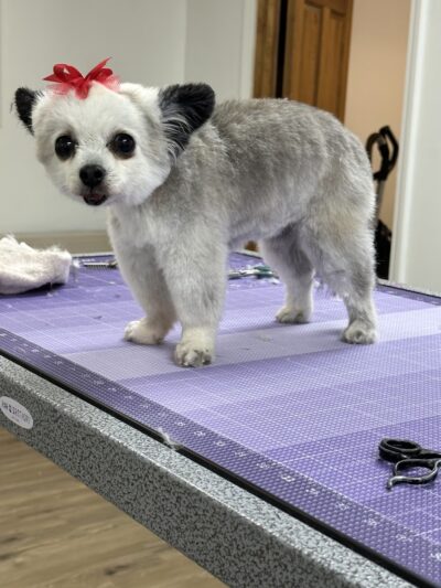 Gizmos Pup Cuts - Taos, NM
