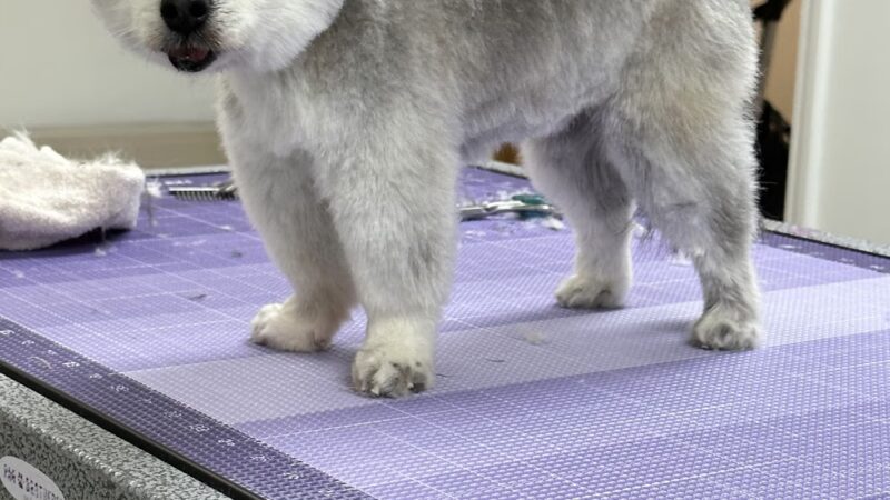 Gizmos Pup Cuts - Taos, NM