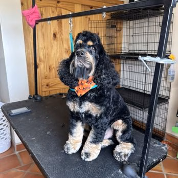 Gizmos Pup Cuts - Taos, NM