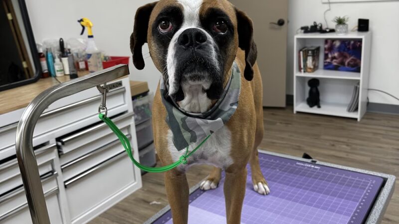 Gizmos Pup Cuts - Taos, NM