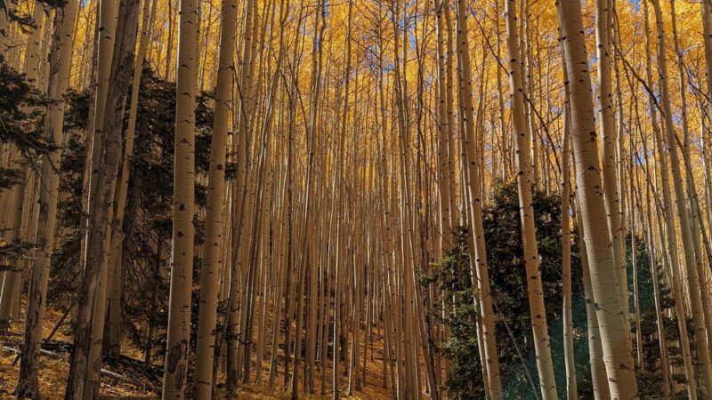South Boundary Trail - Taos, NM