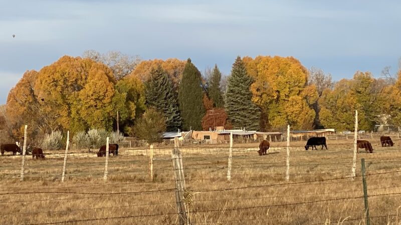 Sunset Park for walkers, dogs on leash - Taos, NM
