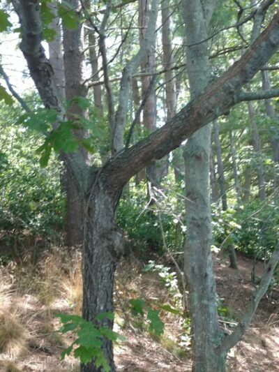 Watson Pond - Taunton, MA