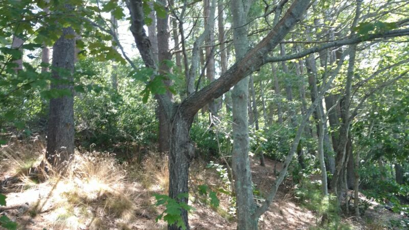 Watson Pond - Taunton, MA