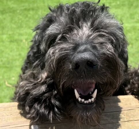 Rowdy Hound Pet Retreat - Taylorsville, KY