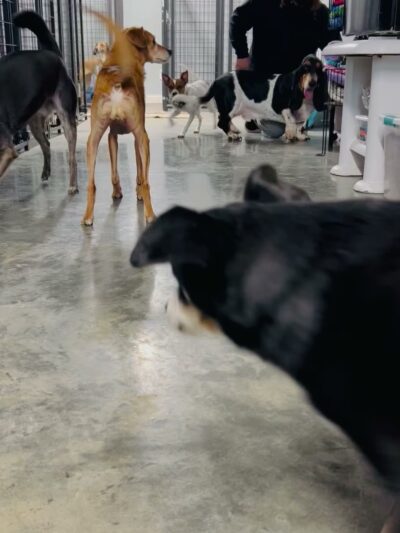 Rowdy Hound Pet Retreat - Taylorsville, KY