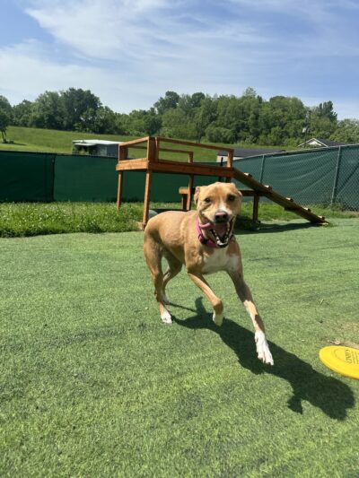 Rowdy Hound Pet Retreat - Taylorsville, KY