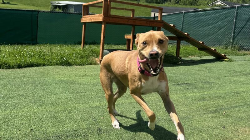 Rowdy Hound Pet Retreat - Taylorsville, KY