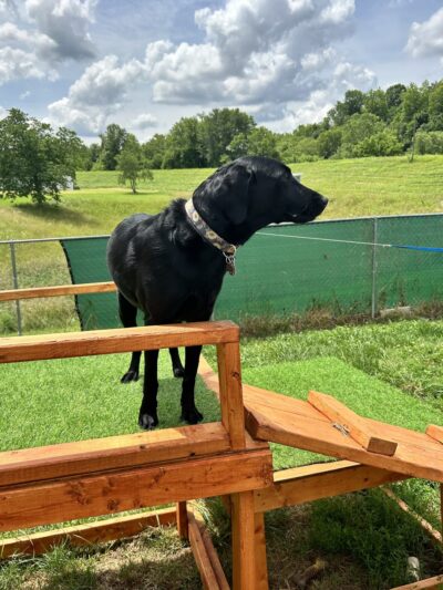 Rowdy Hound Pet Retreat - Taylorsville, KY