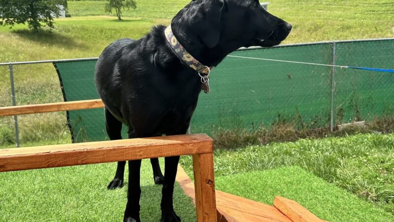 Rowdy Hound Pet Retreat - Taylorsville, KY
