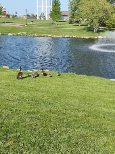 Tea City Park - Tea, SD