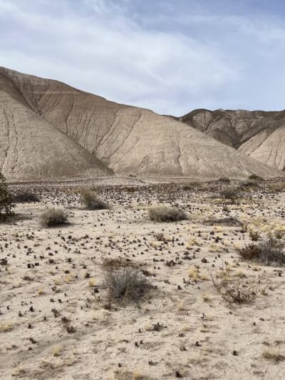 China Ranch Trail: Trail-head, Parking & Picnic Area - Tecopa, CA
