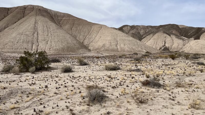 China Ranch Trail: Trail-head, Parking & Picnic Area - Tecopa, CA