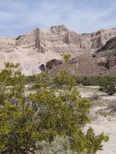 China Ranch Trail: Trail-head, Parking & Picnic Area - Tecopa, CA