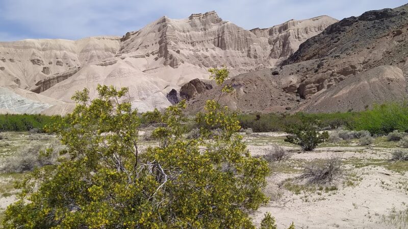 China Ranch Trail: Trail-head, Parking & Picnic Area - Tecopa, CA