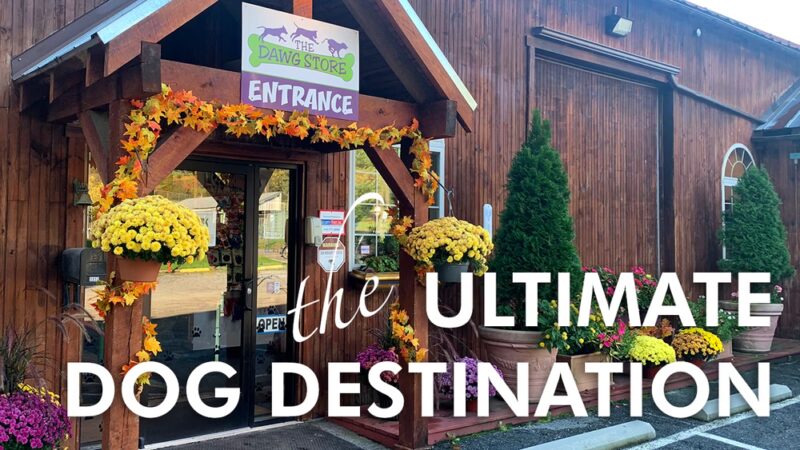 Awesome Dawgs Dog Training LLC - Temple, PA