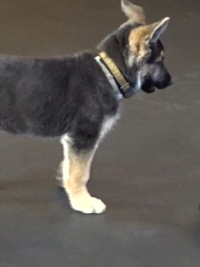Awesome Dawgs Dog Training LLC - Temple, PA