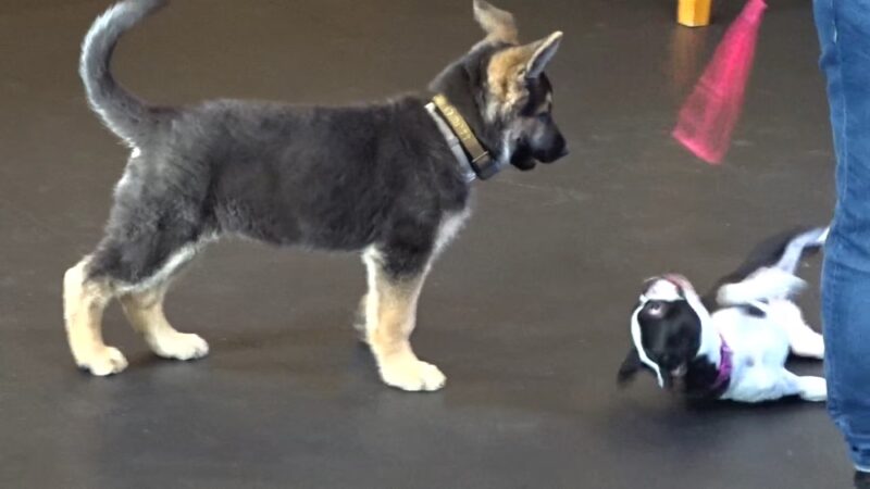 Awesome Dawgs Dog Training LLC - Temple, PA