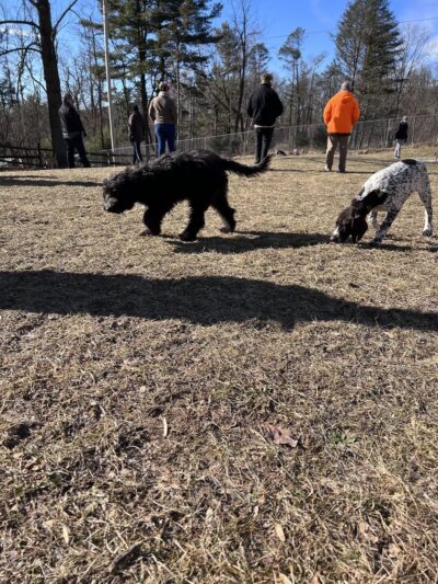 Awesome Dawgs Dog Training LLC - Temple, PA