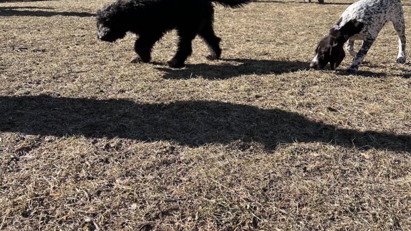 Awesome Dawgs Dog Training LLC - Temple, PA