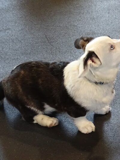 Awesome Dawgs Dog Training LLC - Temple, PA