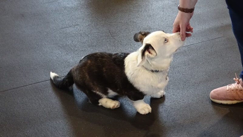 Awesome Dawgs Dog Training LLC - Temple, PA