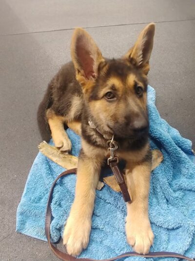 Awesome Dawgs Dog Training LLC - Temple, PA