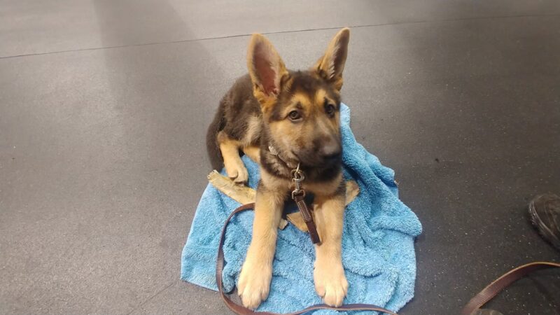 Awesome Dawgs Dog Training LLC - Temple, PA