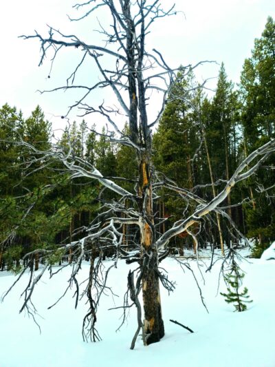 Willow Park Campground - Ten Sleep, WY