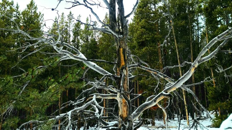 Willow Park Campground - Ten Sleep, WY