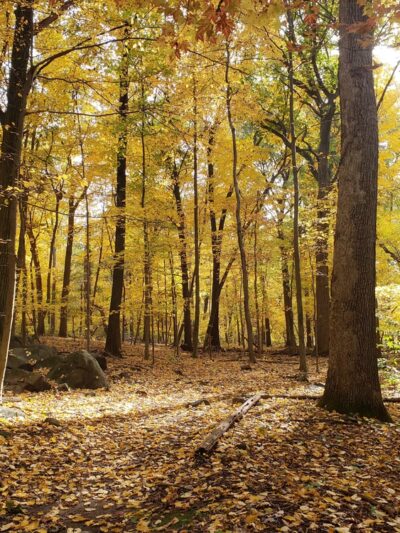 Tenafly Nature Center - Tenafly, NJ