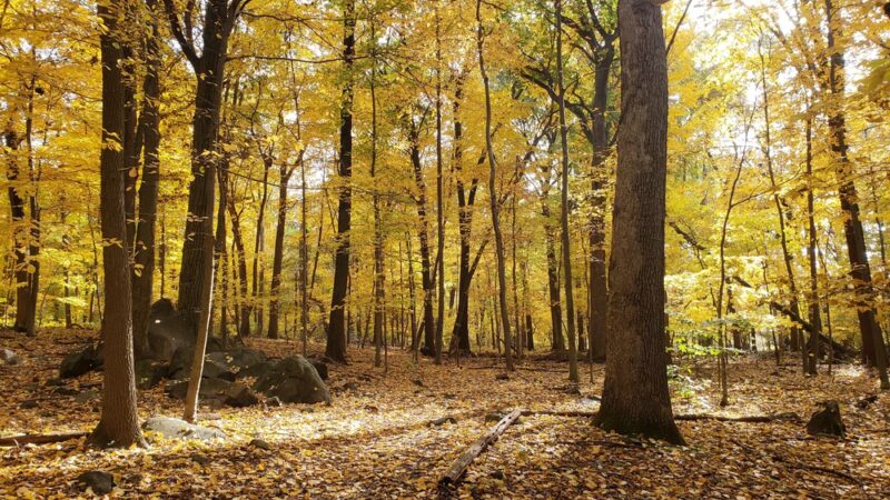 Tenafly Nature Center - Tenafly, NJ