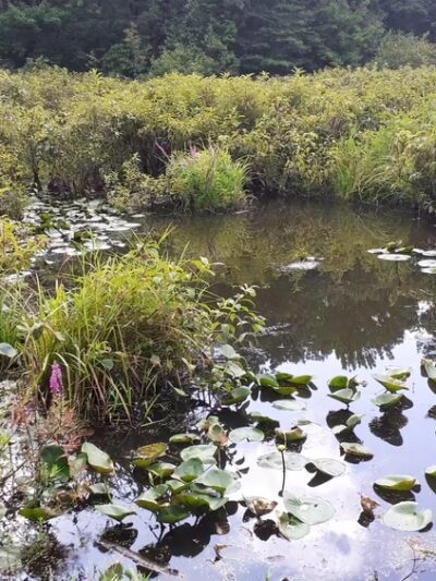 Tenafly Nature Center - Tenafly, NJ