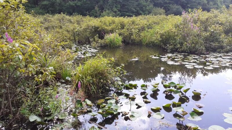 Tenafly Nature Center - Tenafly, NJ