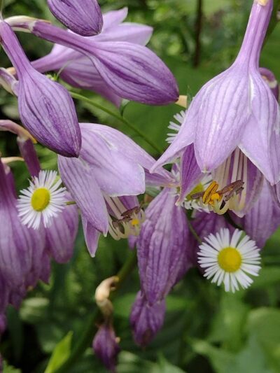 Terra Alta Community Park - Terra Alta, WV