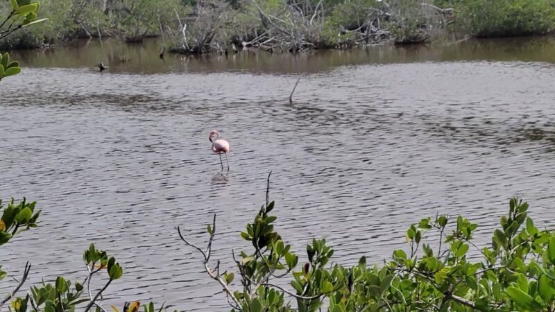 Terra Ceia Preserve State Park - Terra Ceia, FL