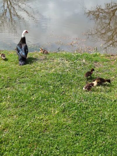 Ben Gill Park - Terrell, TX