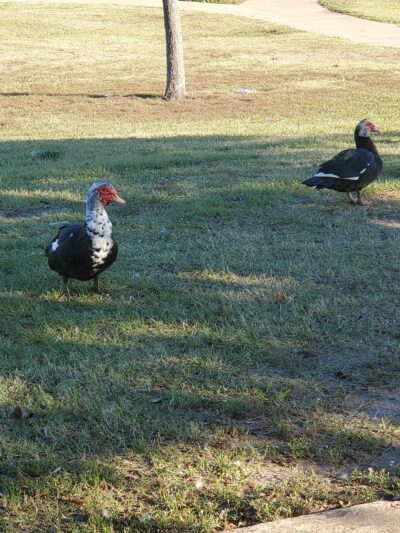 Ben Gill Park - Terrell, TX