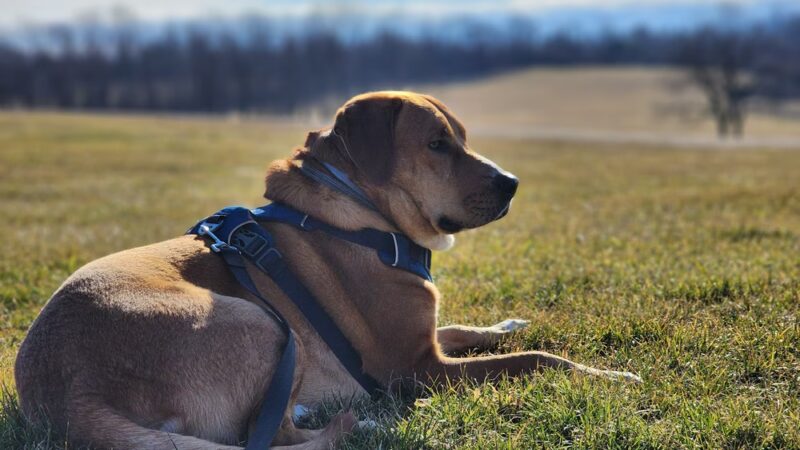 Christie Hoffman Farm Park - Tewksbury, NJ
