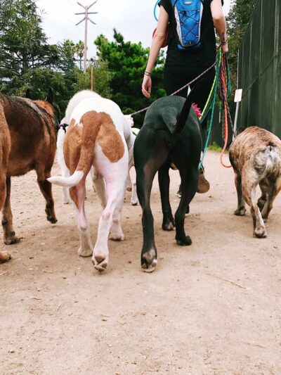 The Adventure Hounds - ,