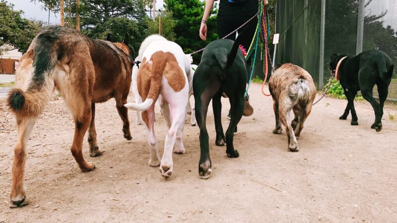 The Adventure Hounds - ,