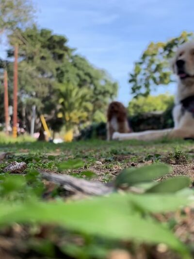 The Adventure Hounds - ,