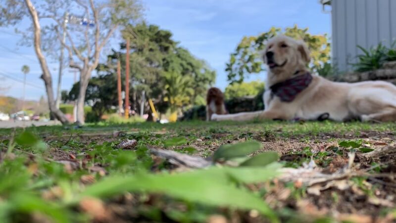 The Adventure Hounds - ,