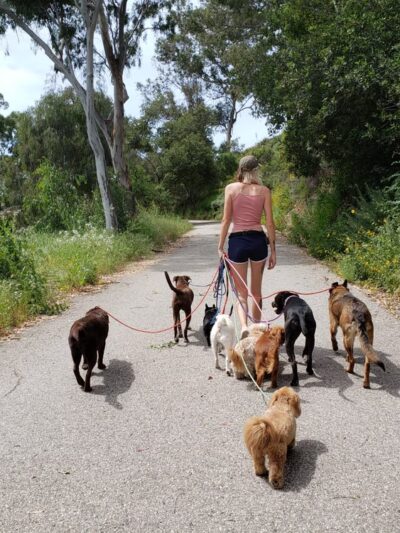 The Adventure Hounds - ,