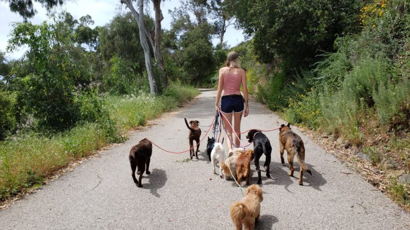 The Adventure Hounds - ,