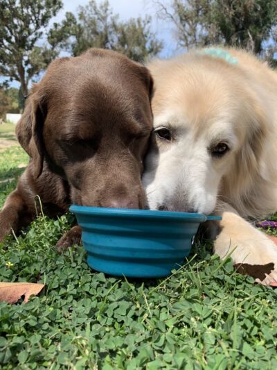 The Adventure Hounds - ,