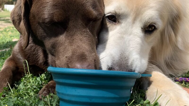 The Adventure Hounds - ,