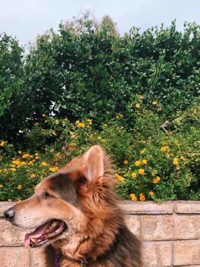 The Adventure Hounds - ,